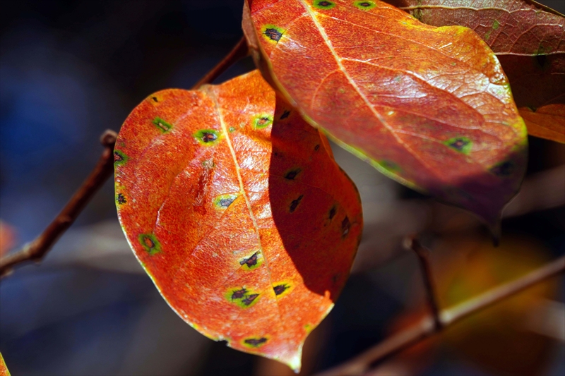 1078_偕楽園_茨城
