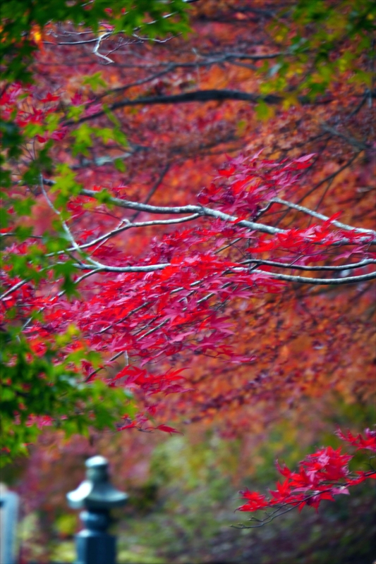1005_永源寺_茨城