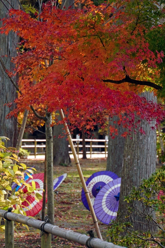 1056_瑞巌寺_宮城