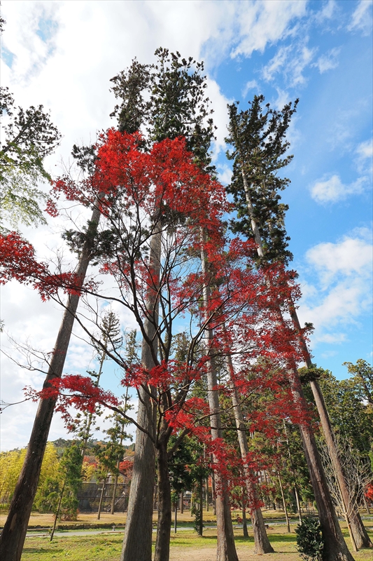 1059_瑞巌寺_宮城