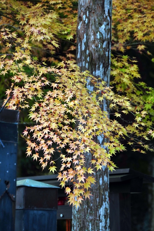 1060_瑞巌寺_宮城