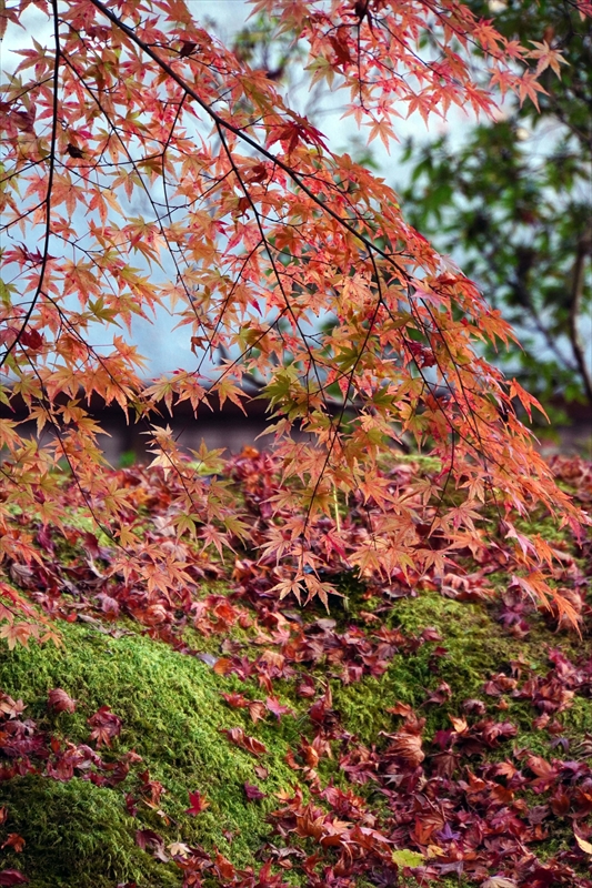 1037_円通院_宮城