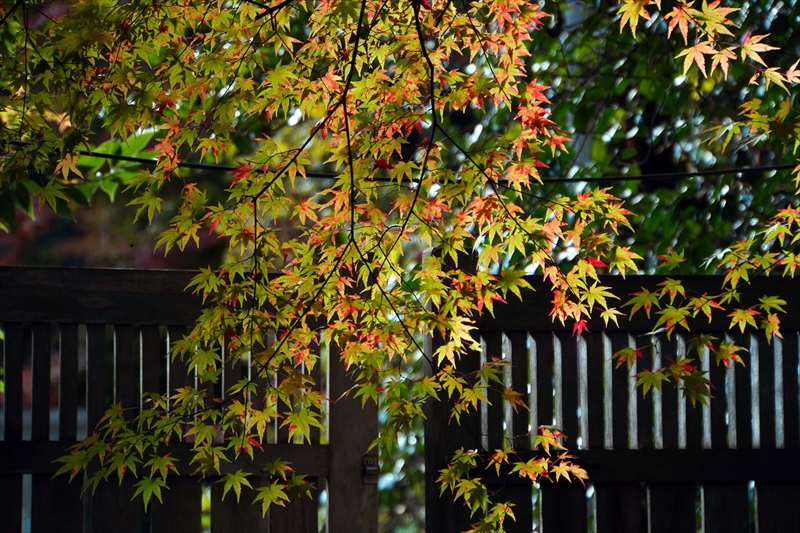 1038_円通院_宮城