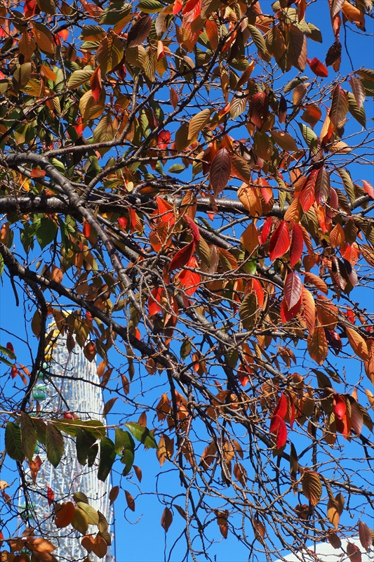 1024_汽車道_神奈川