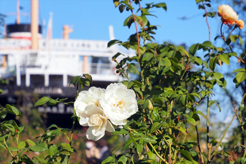1035_山下公園_神奈川