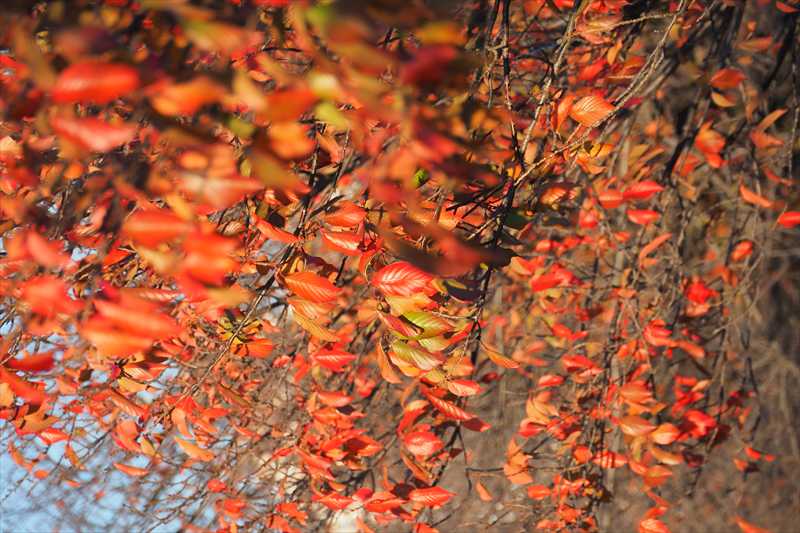 1063_游愁の美_日本