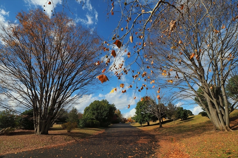 1127_昭和記念公園_東京