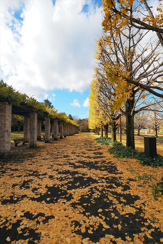 1131_昭和記念公園_東京