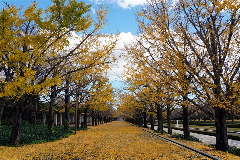 1132_昭和記念公園_東京