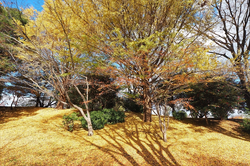 1135_昭和記念公園_東京