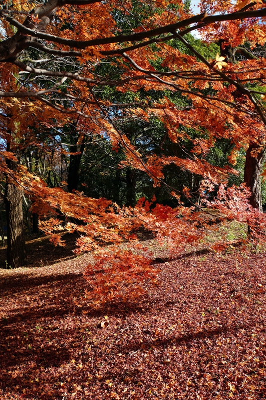 1138_昭和記念公園_東京