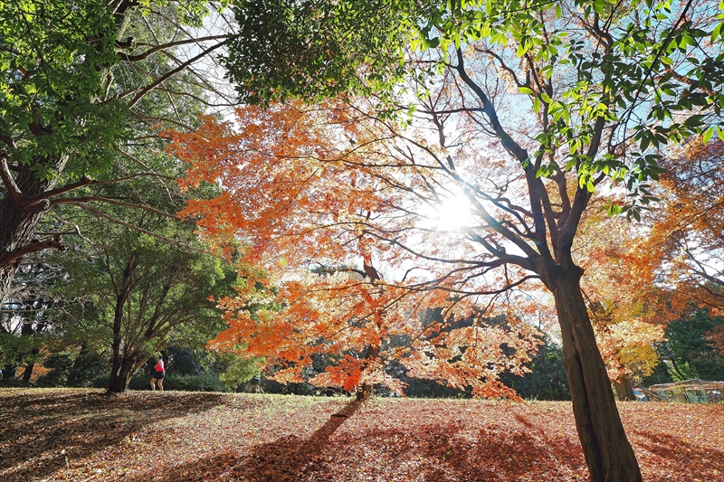 1139_昭和記念公園_東京