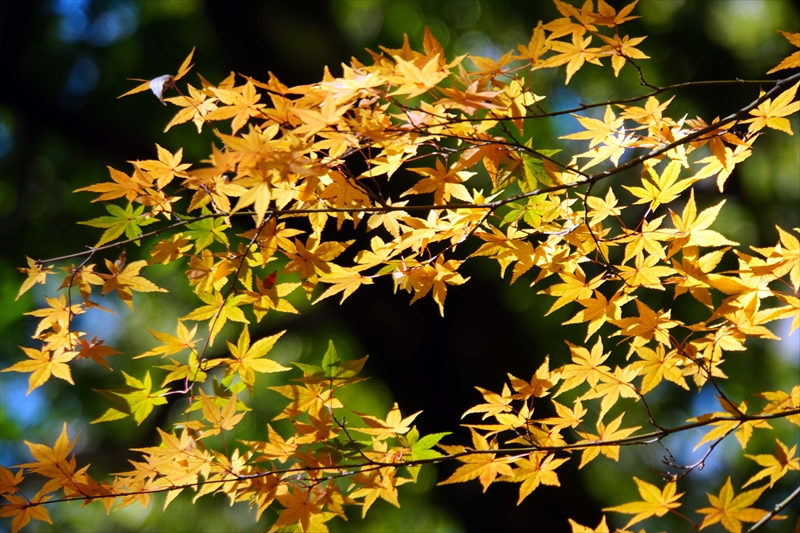 1143_昭和記念公園_東京