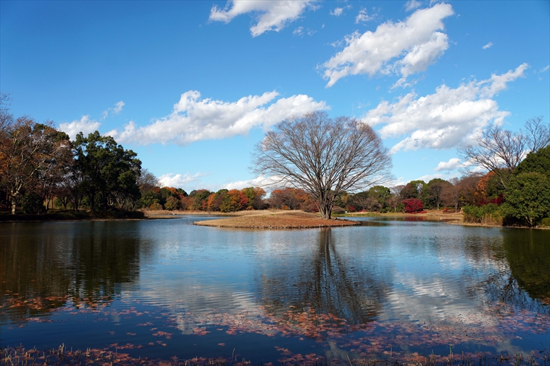 1145_昭和記念公園_東京