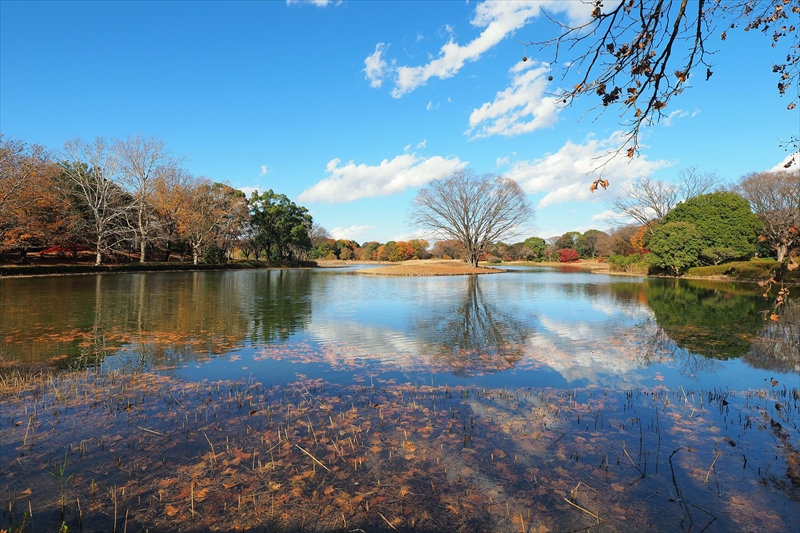 1146_昭和記念公園_東京