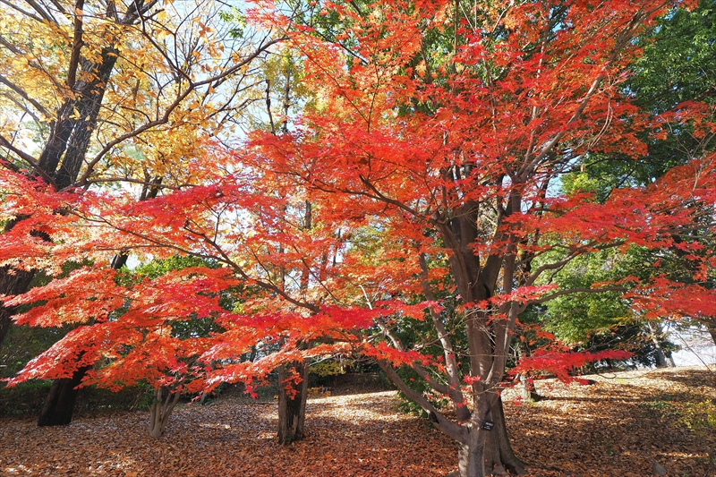 1148_昭和記念公園_東京
