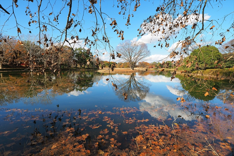 1154_昭和記念公園_東京