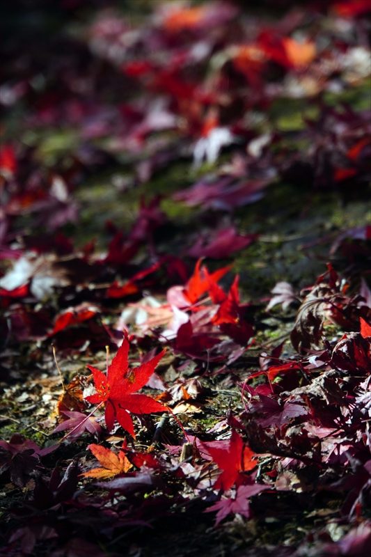 1157_昭和記念公園_東京