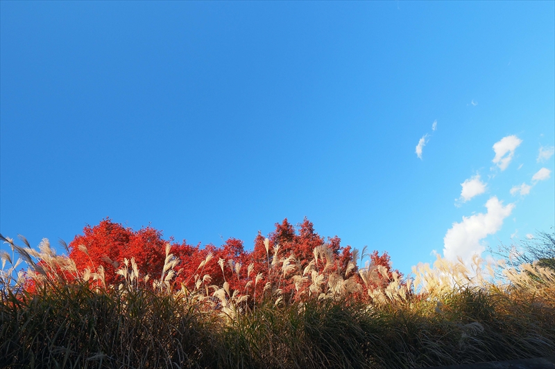 1162_昭和記念公園_東京