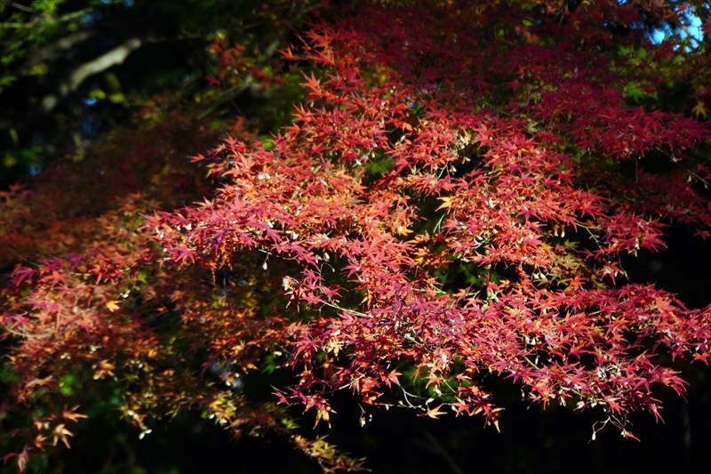 1165_昭和記念公園_東京