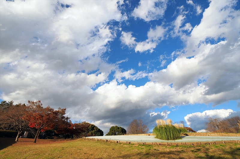 1166_昭和記念公園_東京