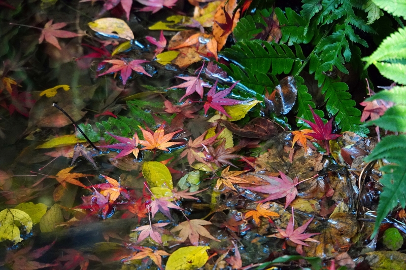 1171_昭和記念公園_東京