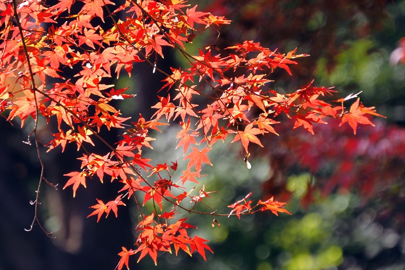 1004_芝公園_東京