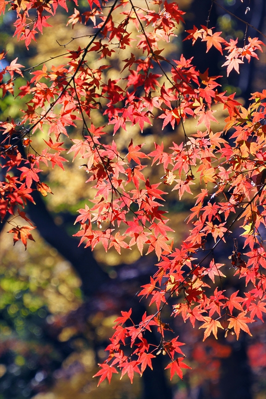 1005_芝公園_東京