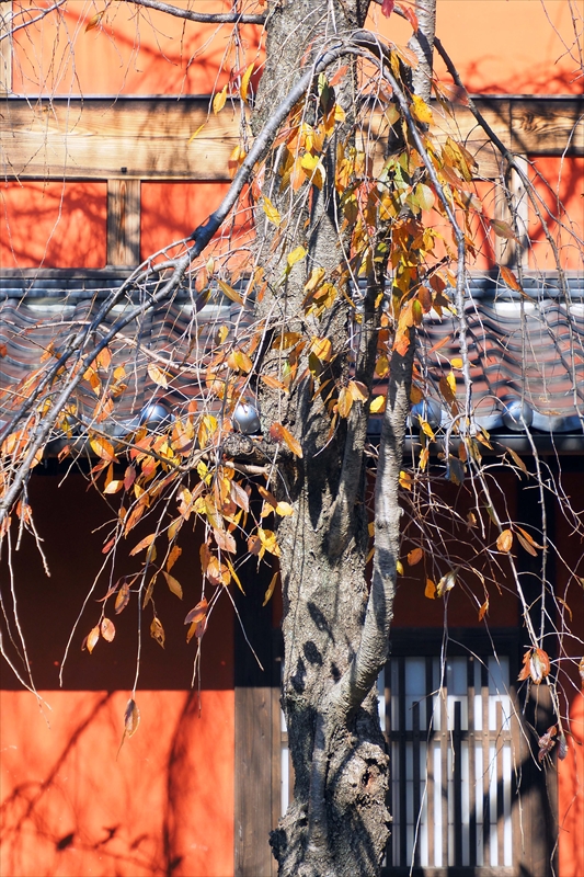 1013_芝公園_東京