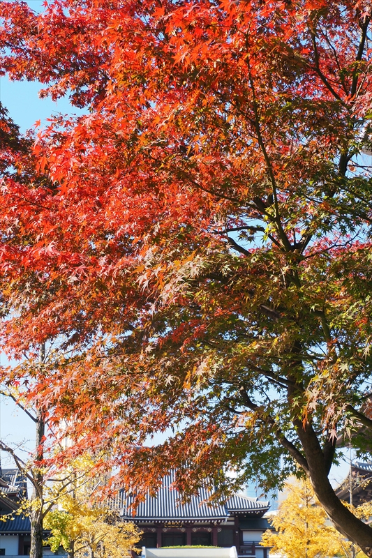 1056_増上寺_東京