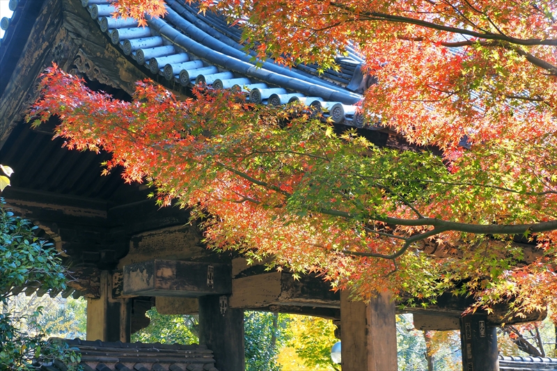 1058_増上寺_東京