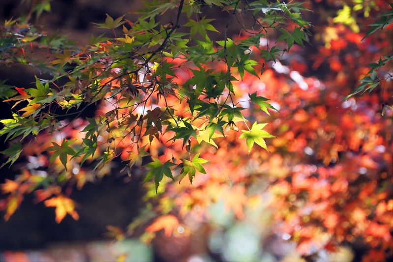 1060_増上寺_東京