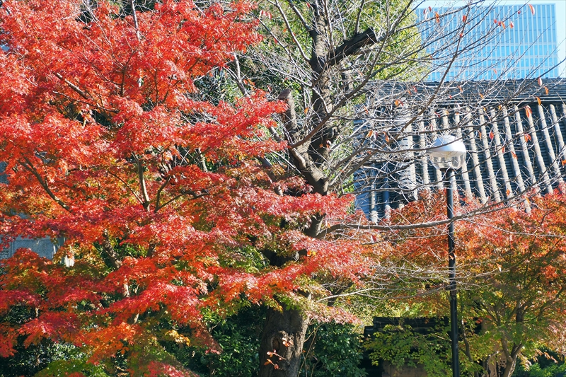 1065_増上寺_東京