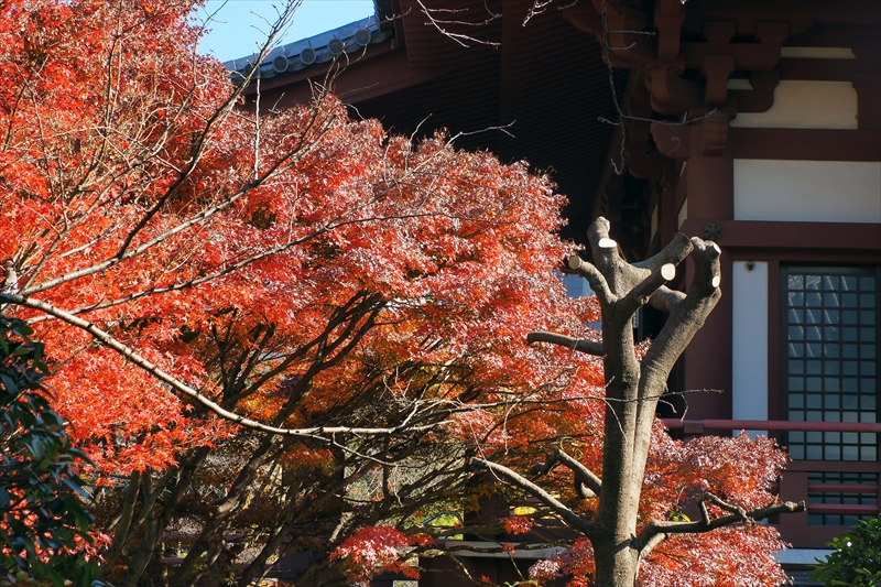 1067_増上寺_東京