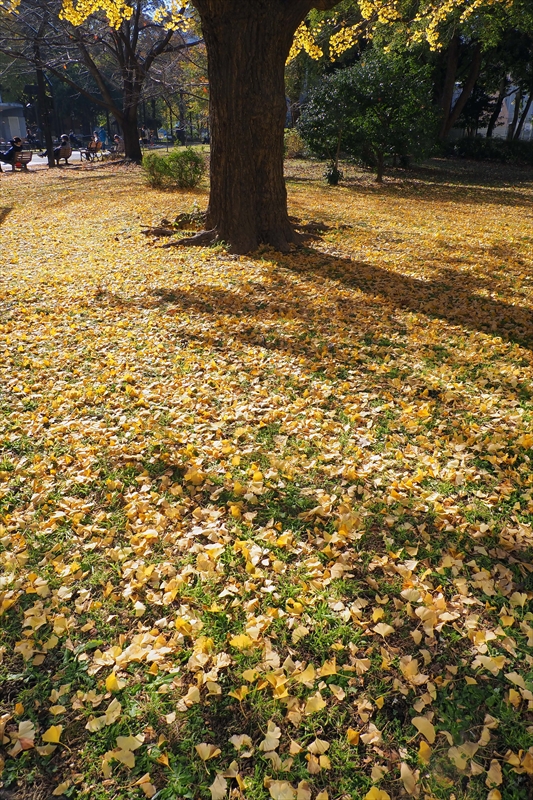 1019_芝公園_東京