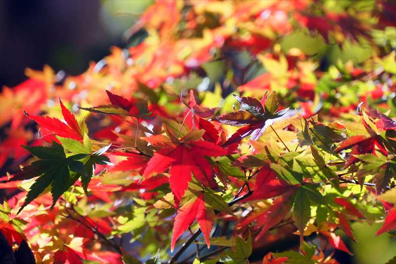 1068_游愁の美_日本