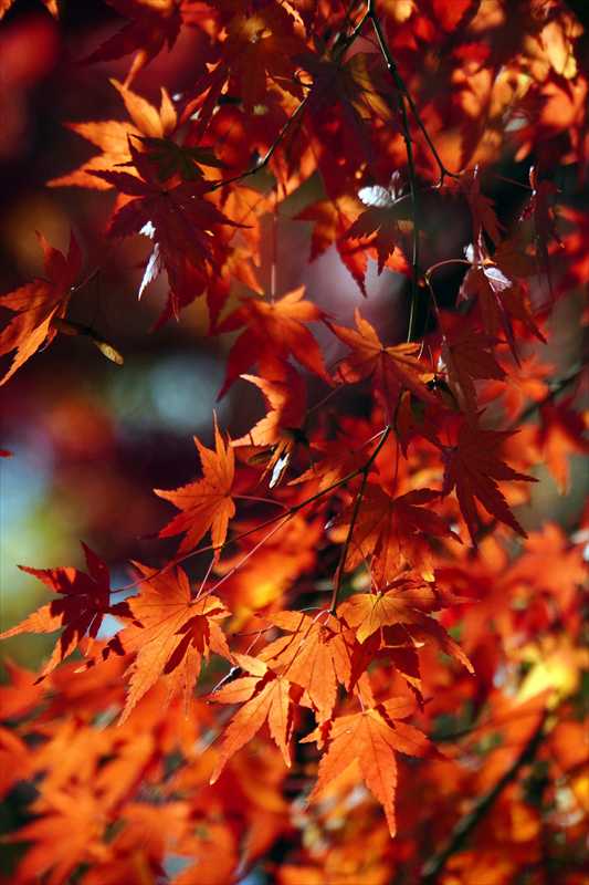 1074_游愁の美_日本