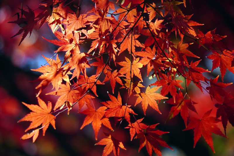 1075_游愁の美_日本