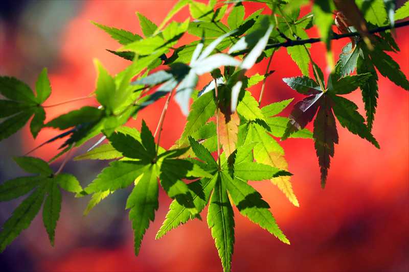 1080_游愁の美_日本