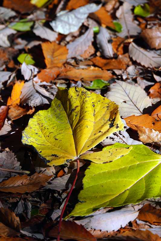 1081_游愁の美_日本