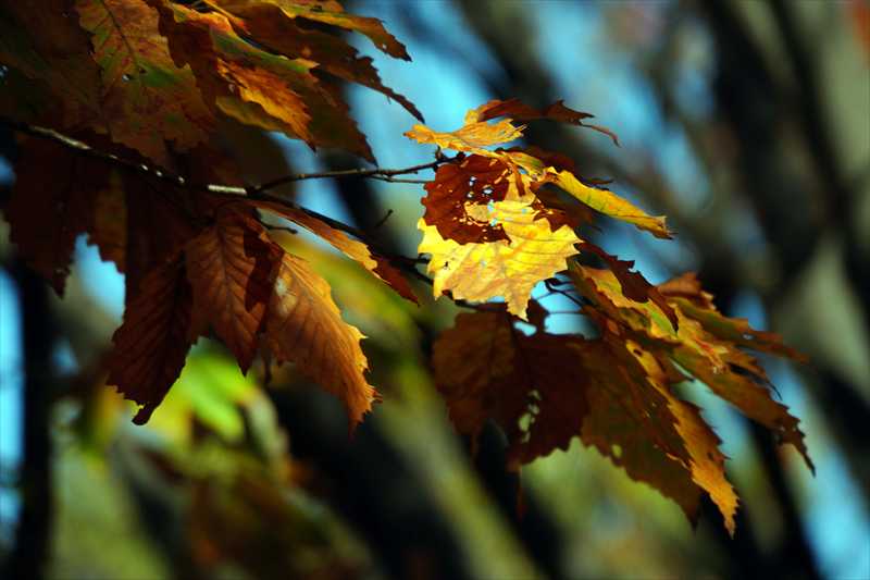 1082_游愁の美_日本