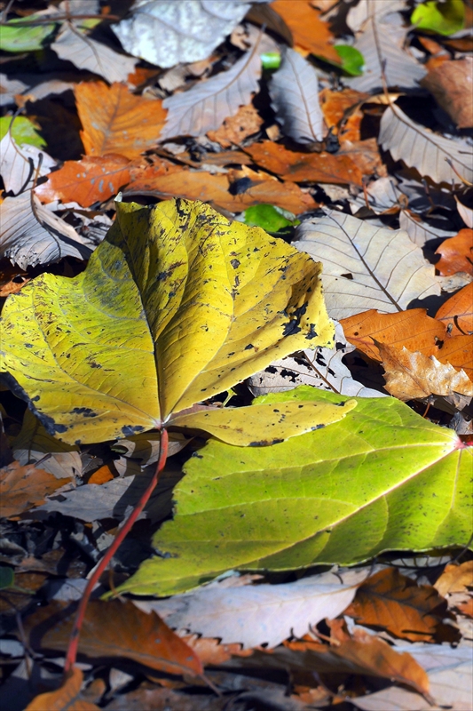 1195__横浜市新羽町_神奈川