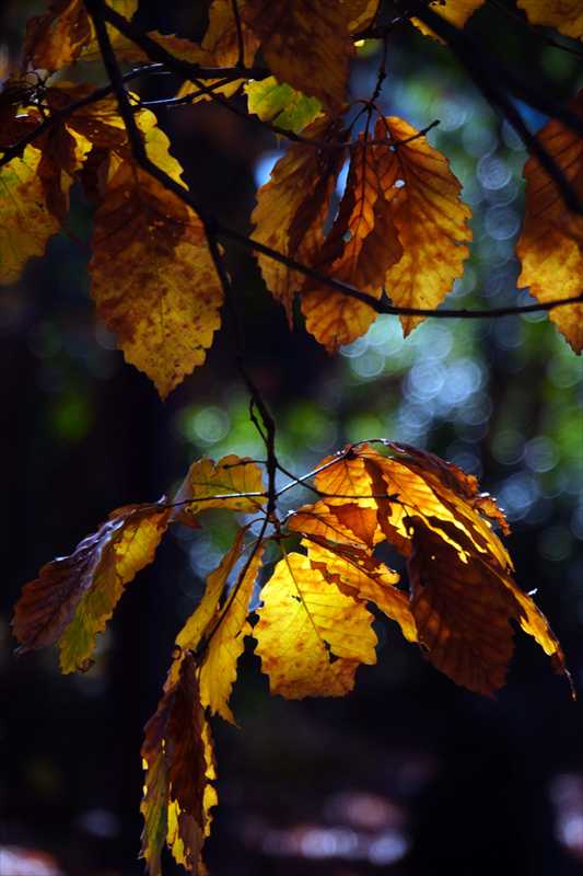 1085_游愁の美_日本