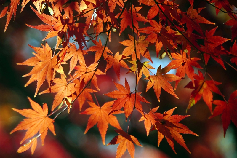 1199__横浜市新羽町_神奈川