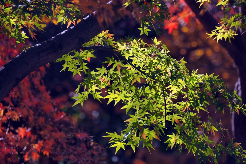 1200__横浜市新羽町_神奈川