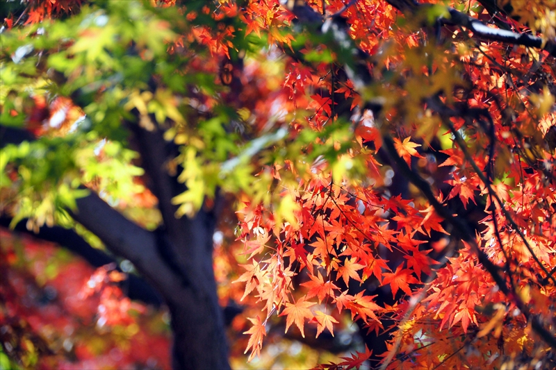 1201__横浜市新羽町_神奈川