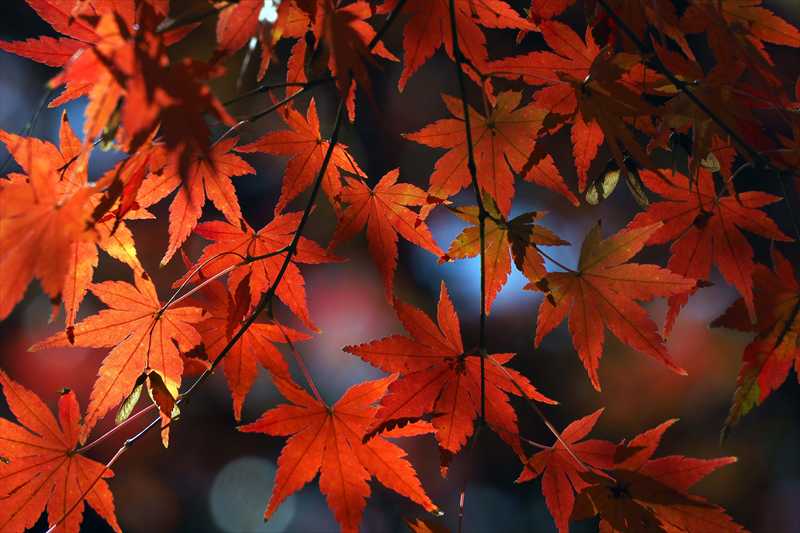 1087_游愁の美_日本