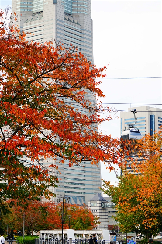 1028_汽車道_神奈川