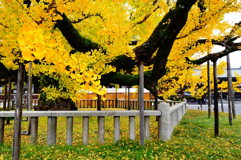1027_洛中 東本願寺_京都