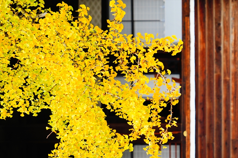 1031_洛中 東本願寺_京都